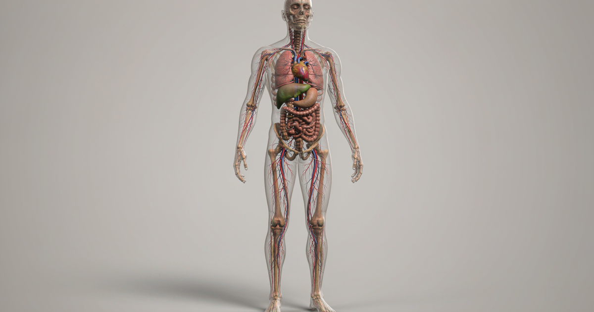 Ilustração do corpo humano mostrando órgãos e estruturas internas