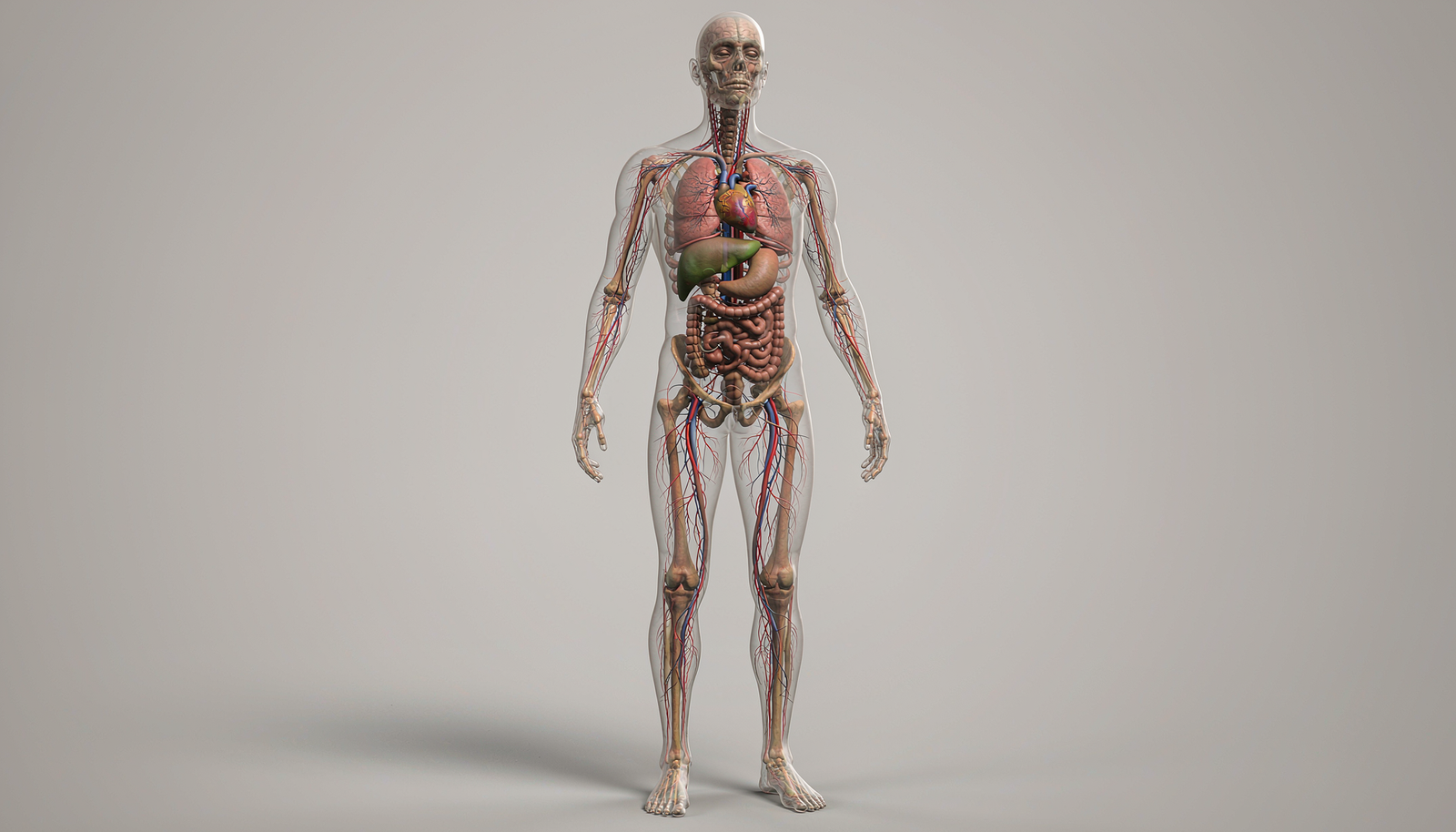 Ilustração do corpo humano mostrando órgãos e estruturas internas