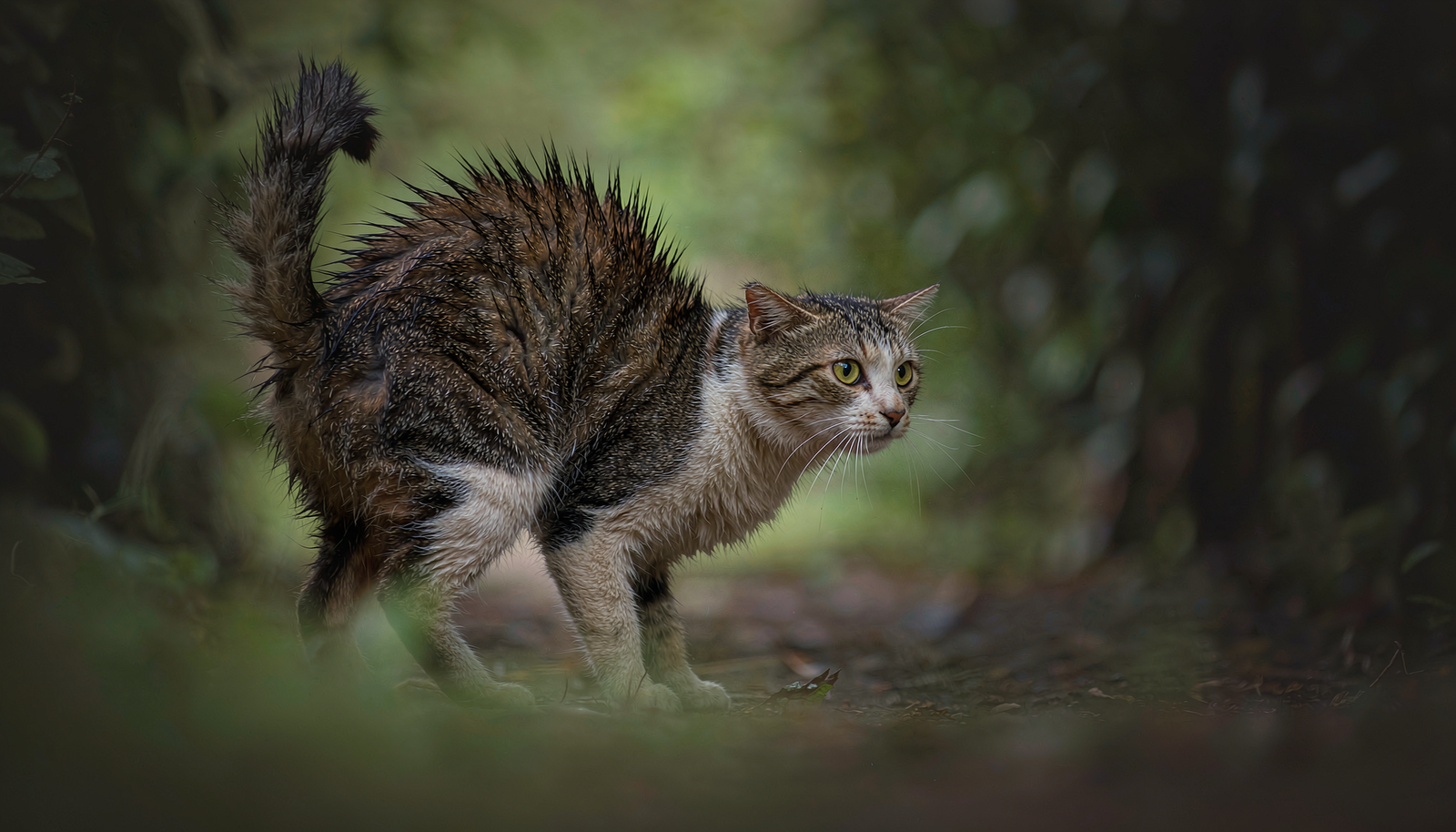 Animal com pelos levantados durante uma reação de alerta